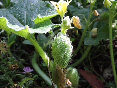 葫蘆屬|葫蘆科 Cucurbitaceae 